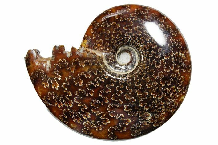 Polished Ammonite (Cleoniceras) Fossil - Madagascar #352357